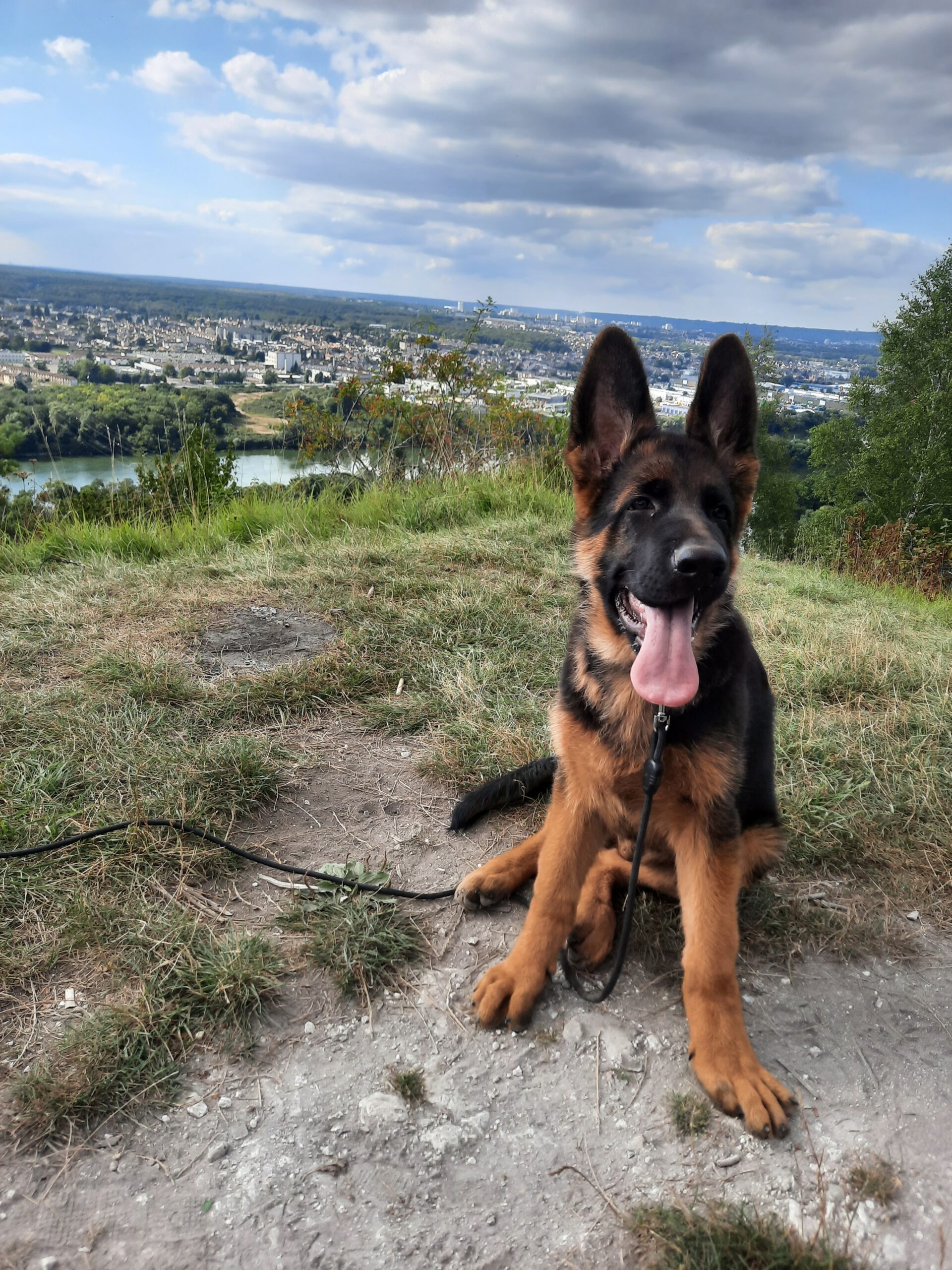 Chien en séance d'éducation canine à Rouen