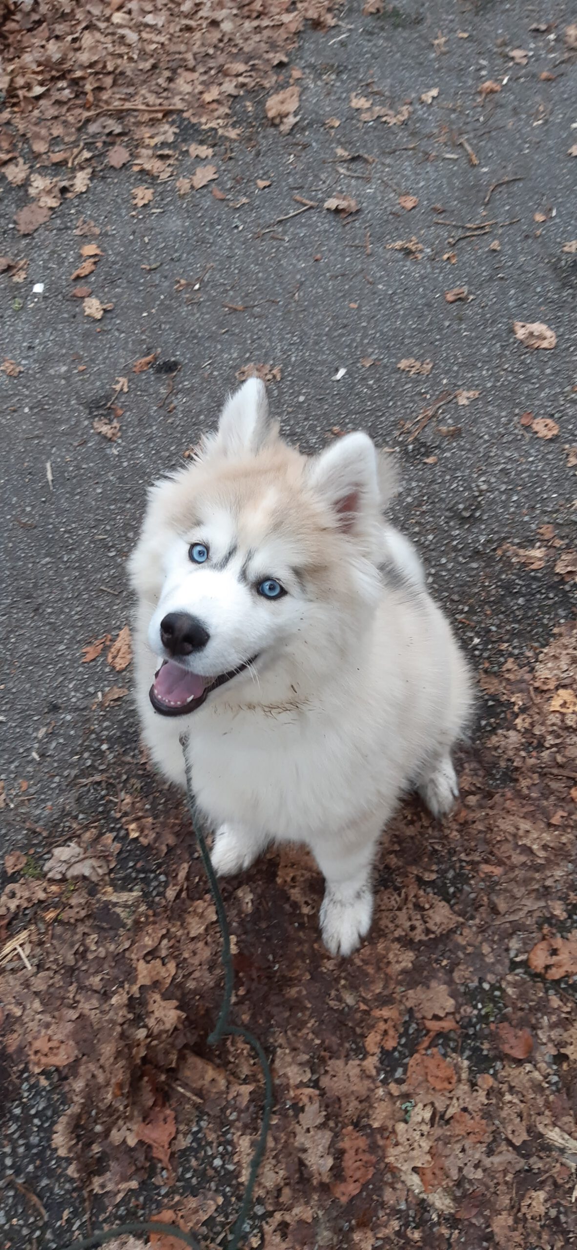 Chien en balade éducative à Rouen