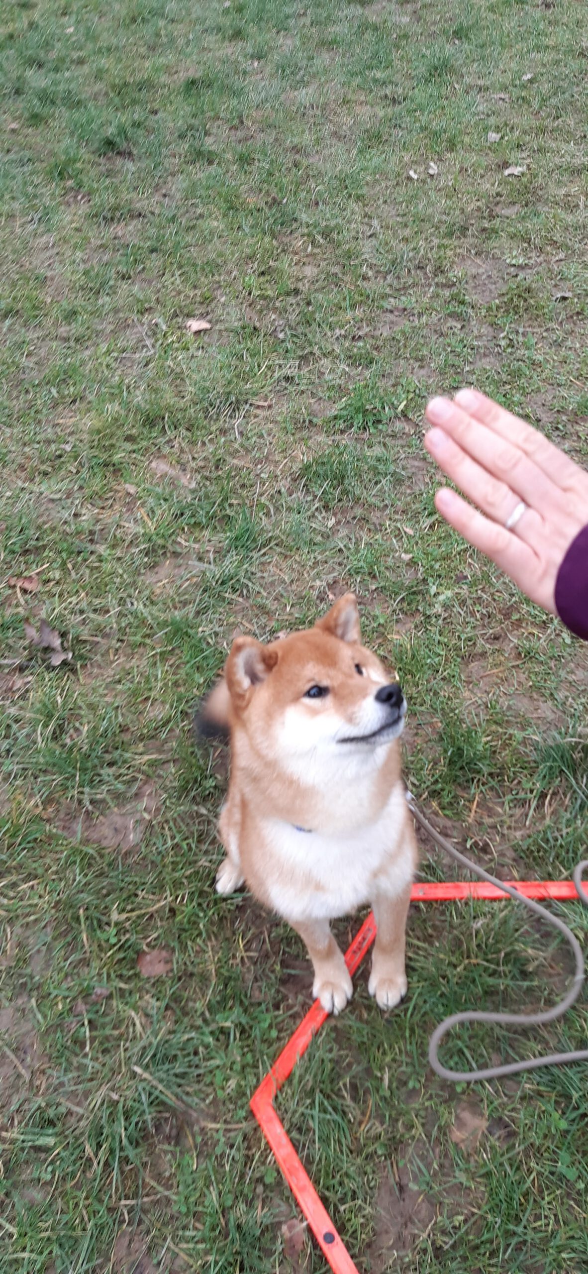 Chien en séance d'éducation canine à Rouen