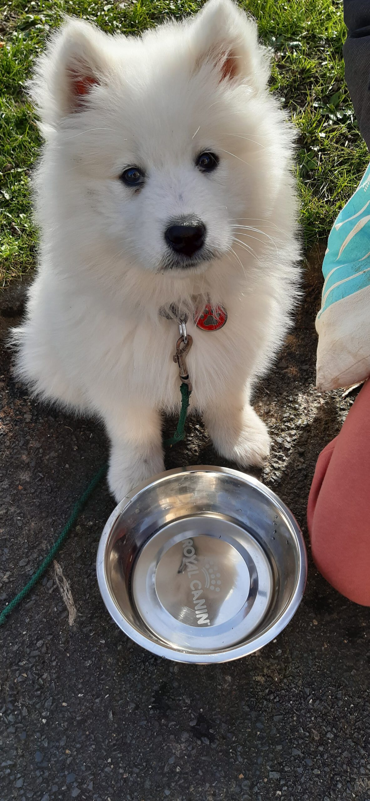 Delphine éducatrice canine à Rouen avec un chien