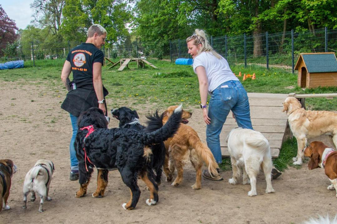 Séance d'éducation canine en extérieur à Rouen avec propriétaire et chiens