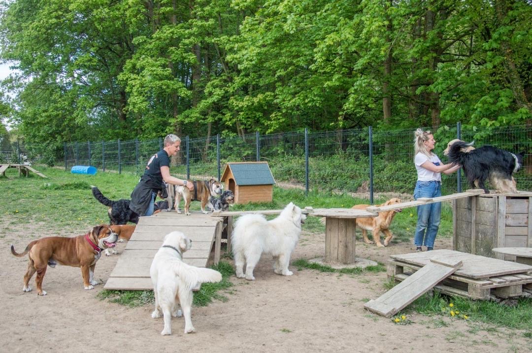 Balade éducative en groupe à Rouen, chiens sur parcours d'agility