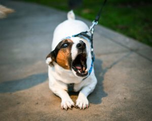 Pourquoi mon chien aboie-t-il tout le temps ?
